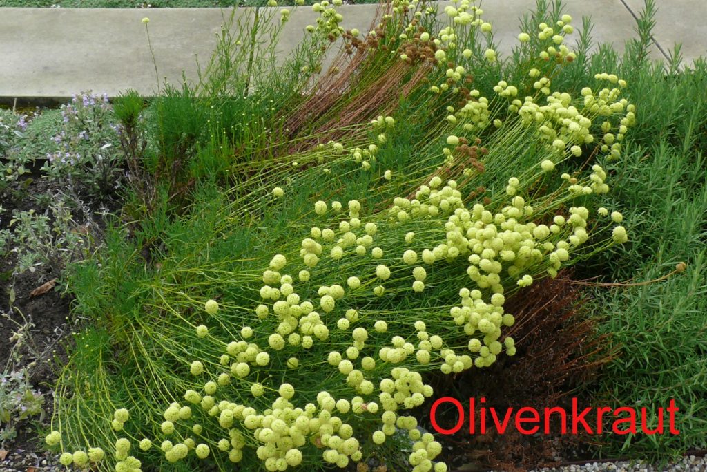 olivenkraut